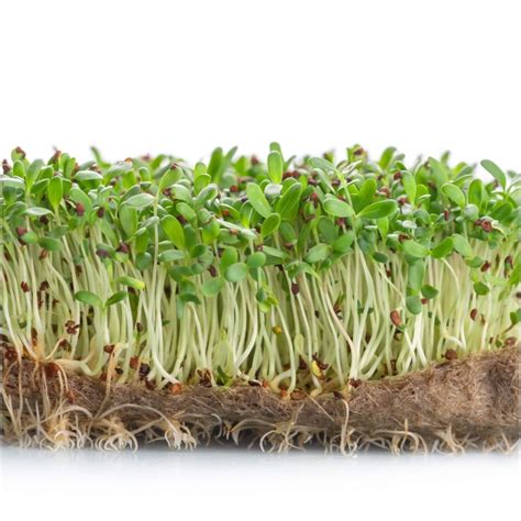 buying alfalfa sprouts online